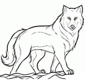 Малюнки вовків аніме для срисовки (16 фото)